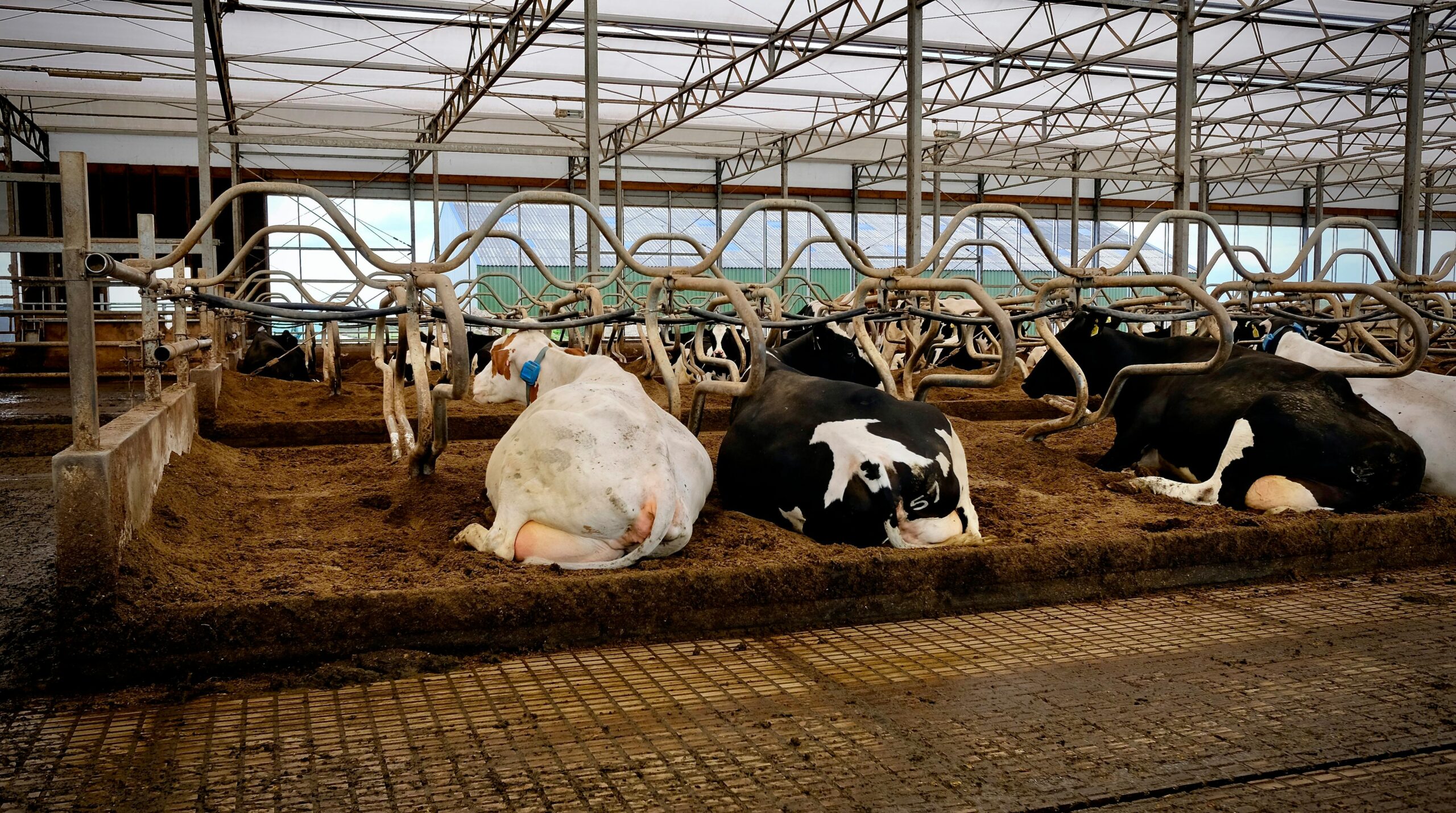 Comfortable dairy cows resting in a spacious indoor barn with metal structures.