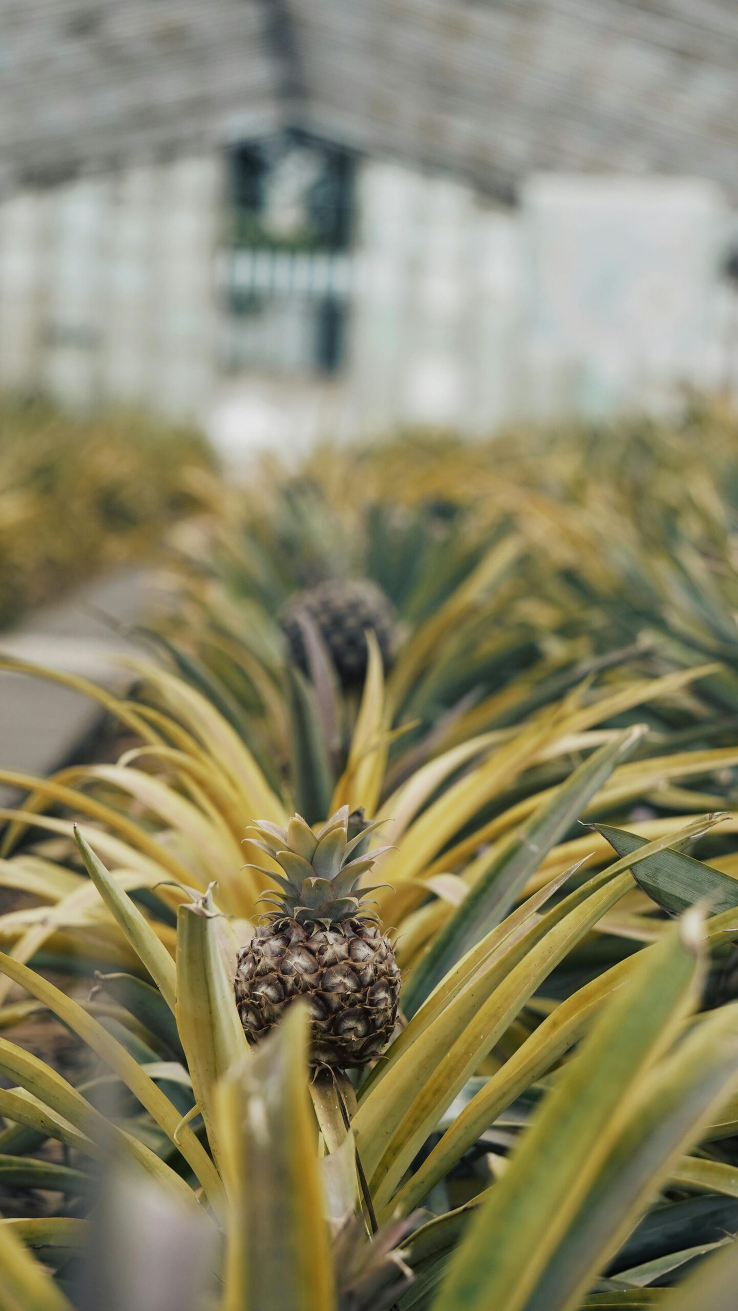 Close-up of pineapples growing in a greenhouse in Azores, Portugal. Lush, green environment highlighting natural plant growth.